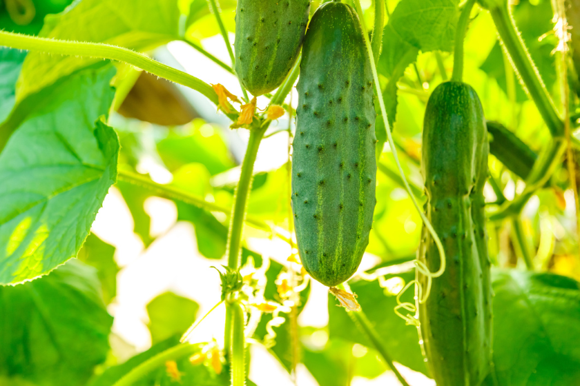 summer vegetables