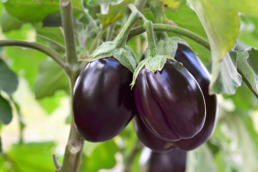 summer vegetables