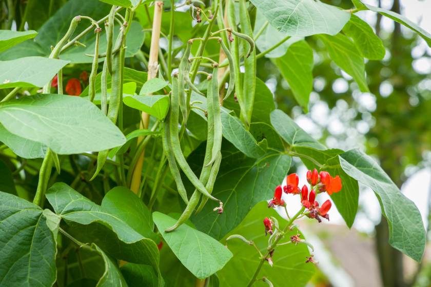 snap peas hanging from vines