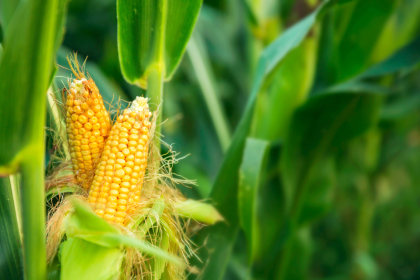 sweet corn on plant