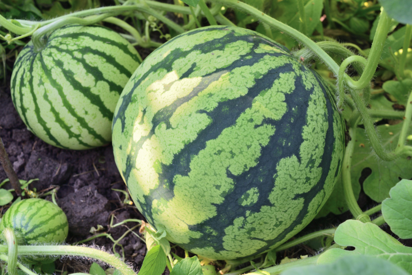 melons on vines