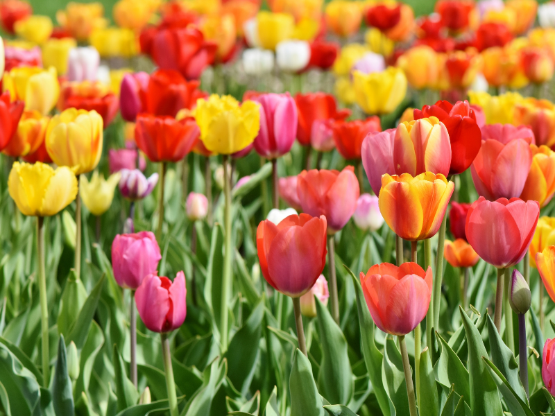 bulbs to plant in fall