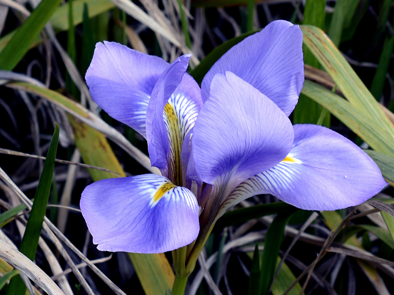 bulbs to plant in fall