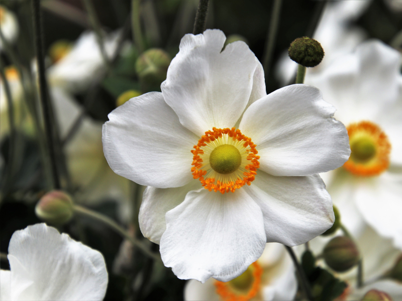 bulbs to plant in fall