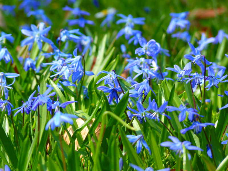 bulbs to plant in fall