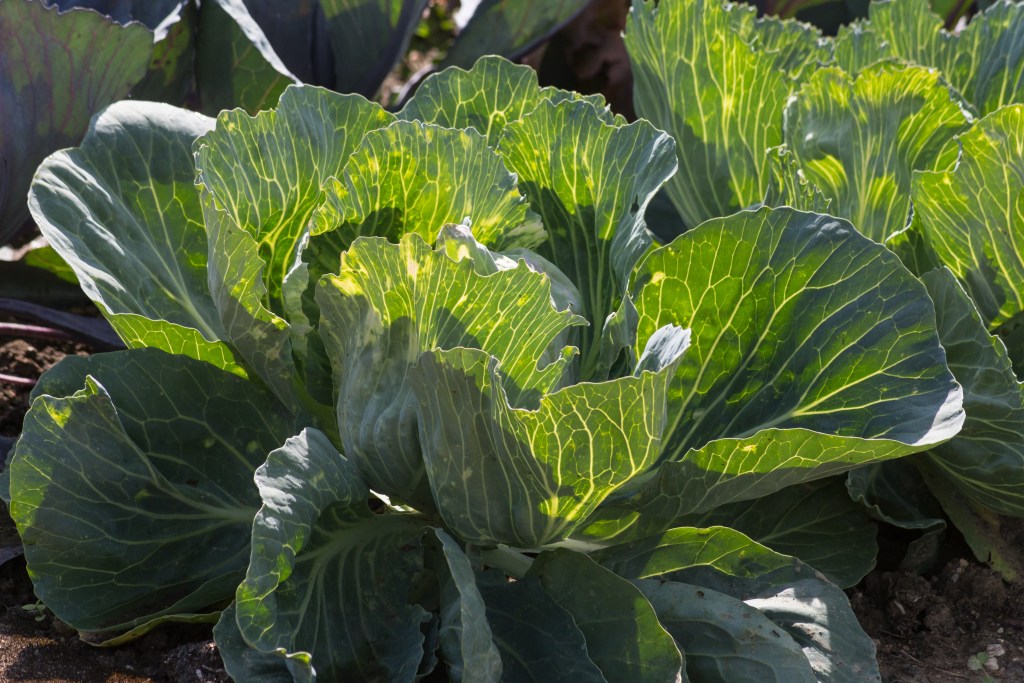 winter crops
