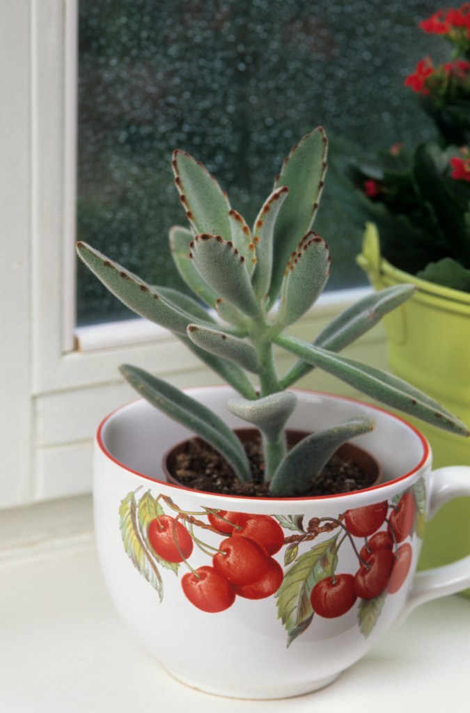Kalanchoe tomentosa Panda Plant