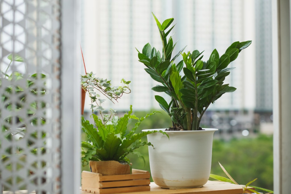 ZZ plant