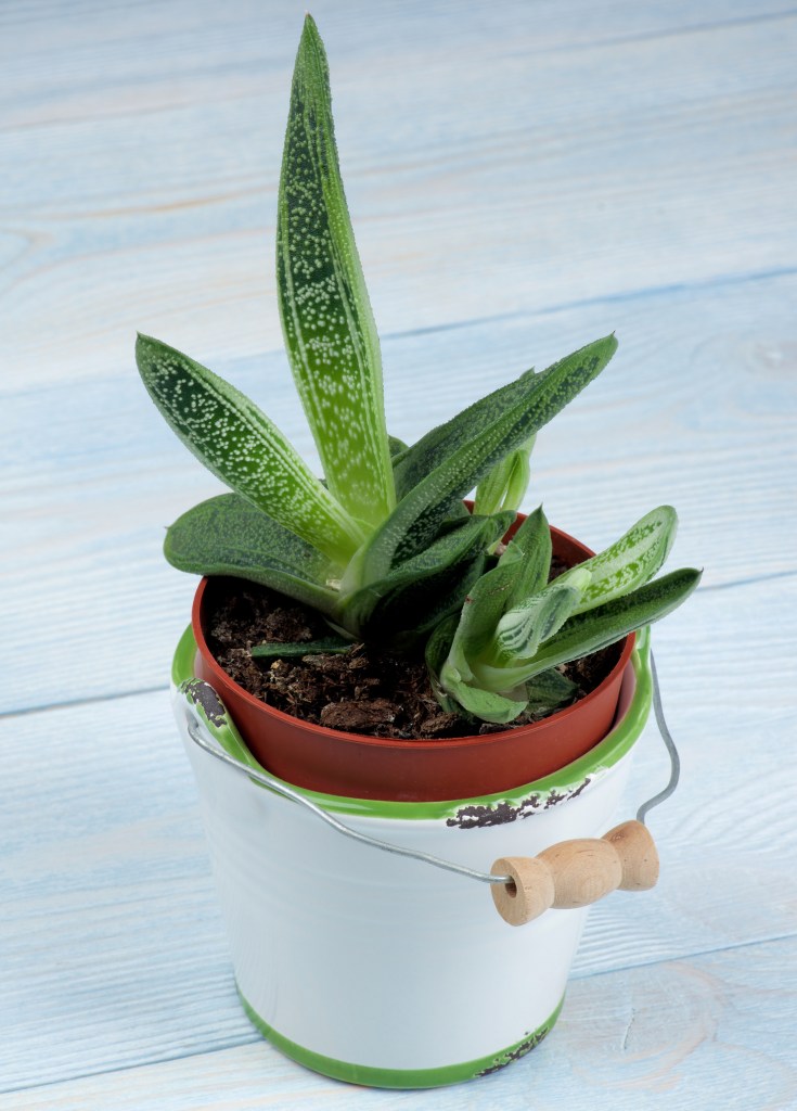 Succulent Houseplant Gasteria