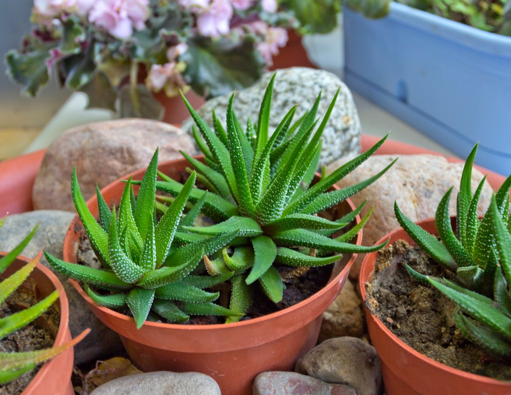 Haworthia attenuate