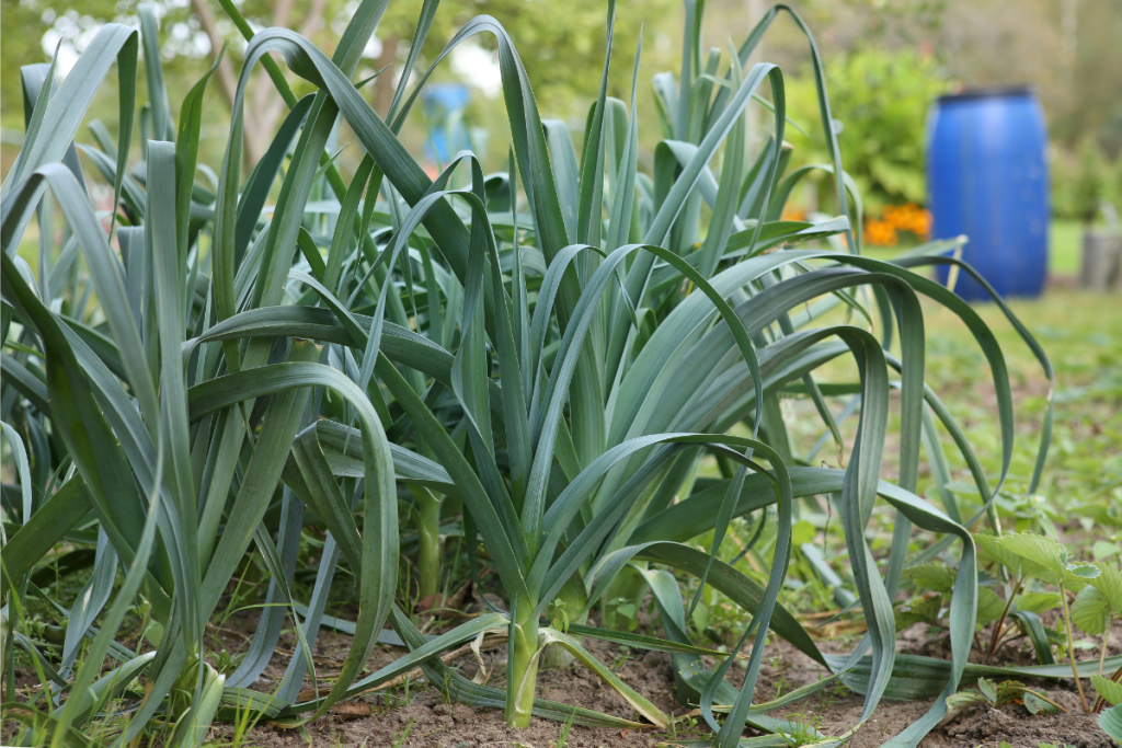 winter crops