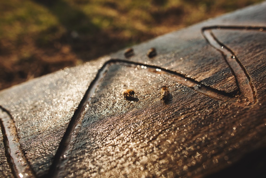 beekeeping for dummies