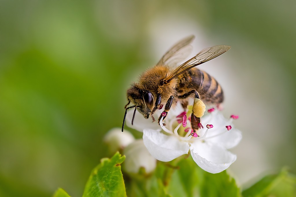 beekeeping for dummies