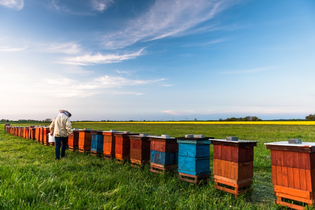 beekeeping for dummies