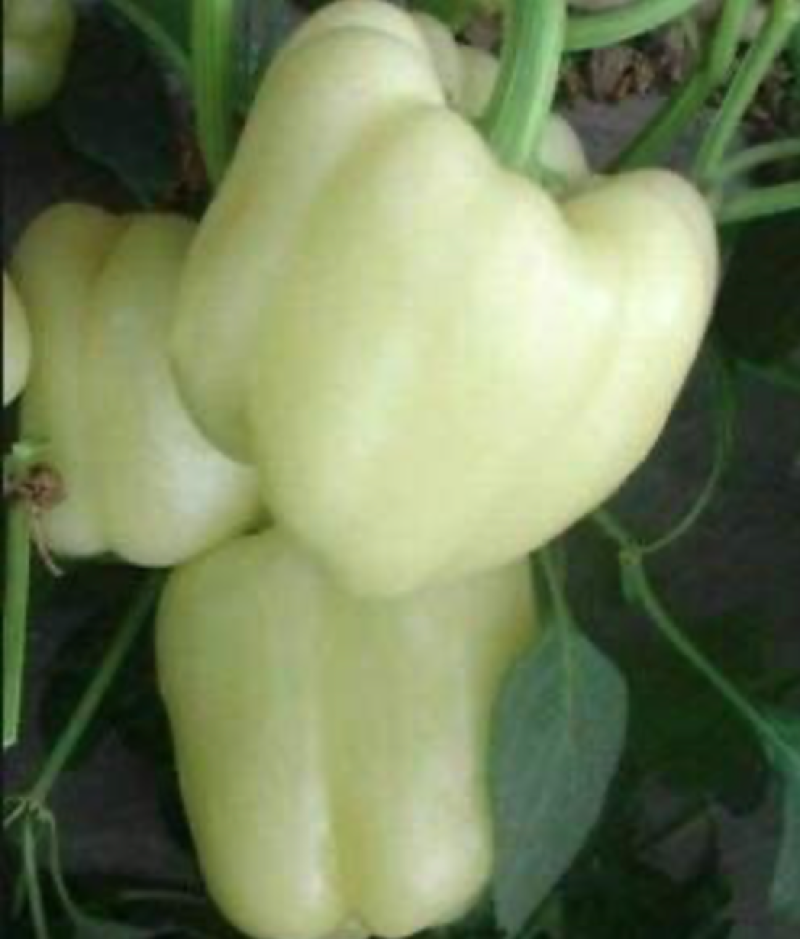 white bell pepper