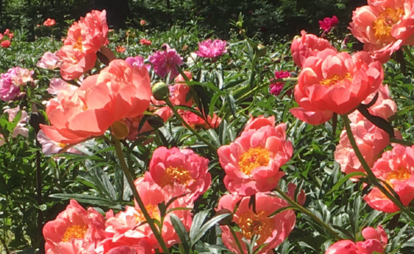 peonies