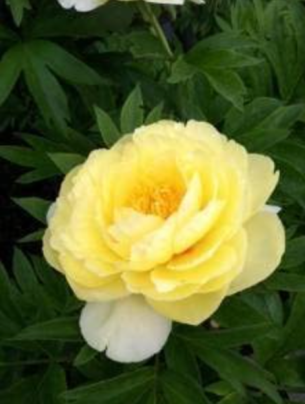 Itoh's peonies