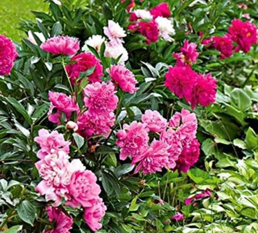 peonies