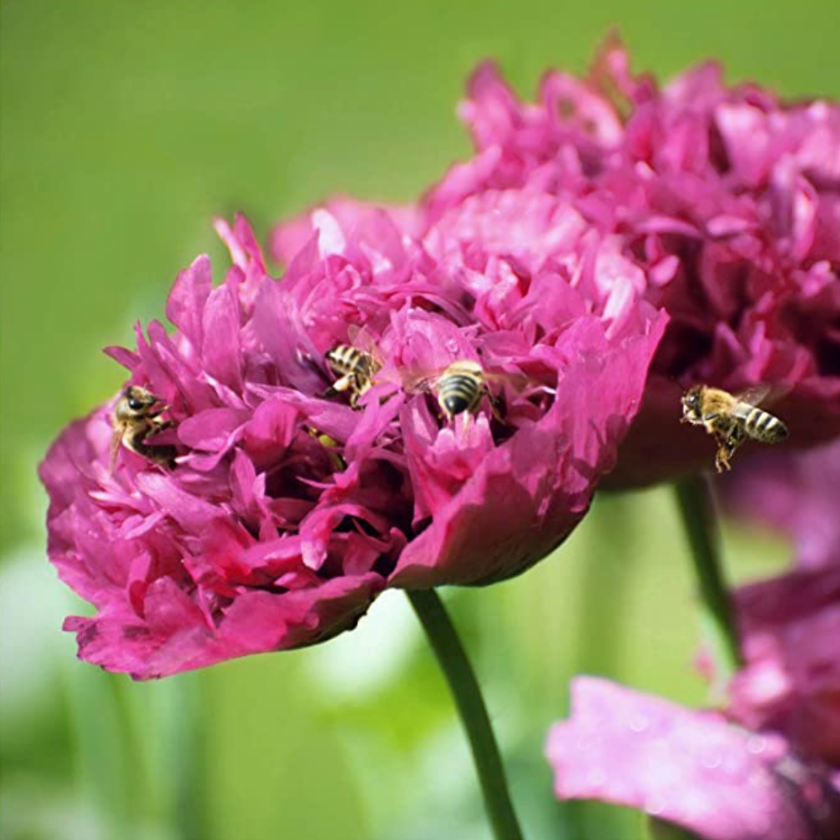 peonies