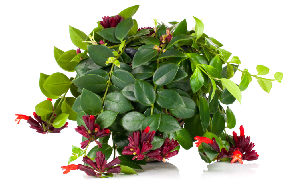 lipstick plant
