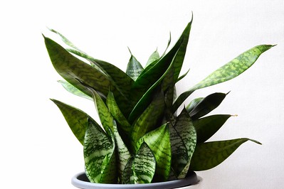Sansevieria trifasciata "Robusta"