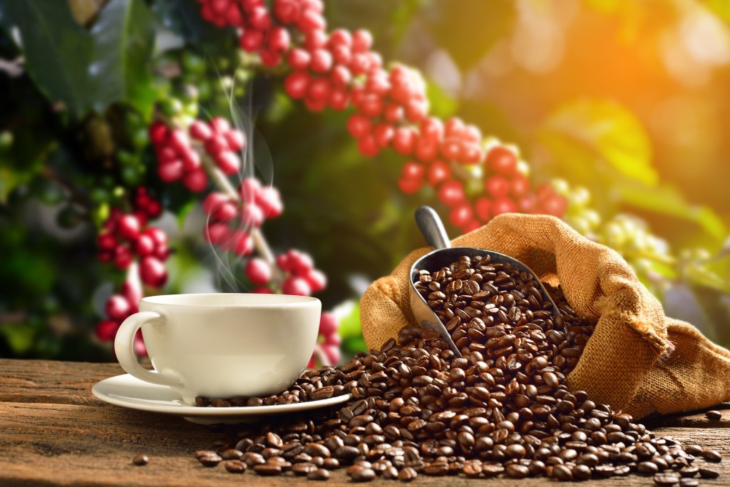 coffee plant