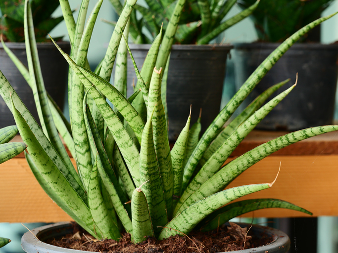 Sansevieria Cylindrica plant