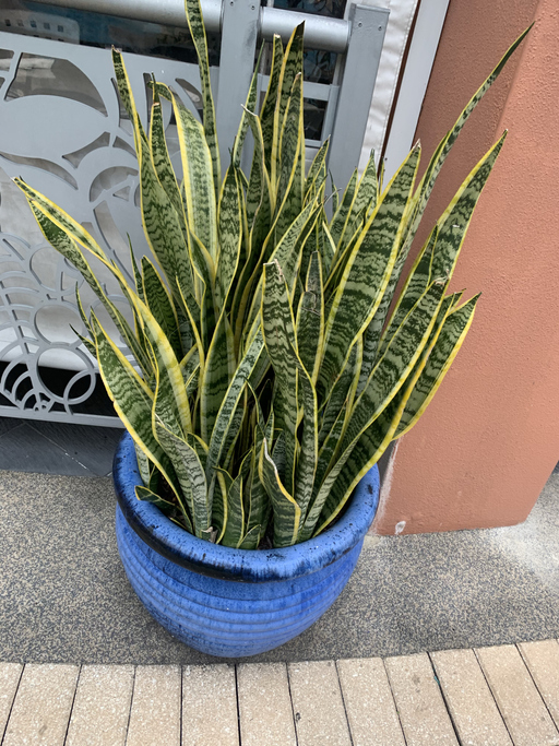 Sansevieria Trifasciata 'Laurentii' Snake Plant