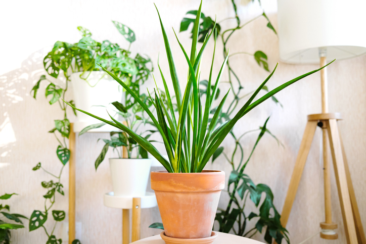 Sansevieria parva 