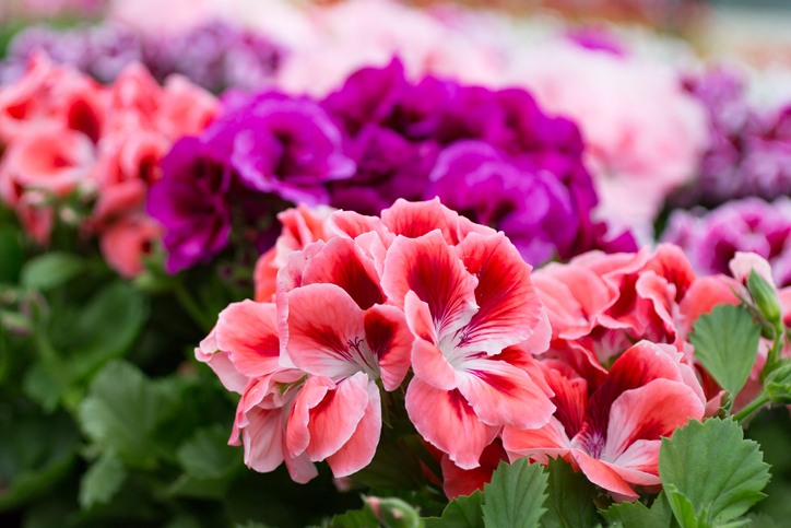 Close-up of rose, pink, and purple geranium with green leaves outdoors. An ideal summer plant for the garden.