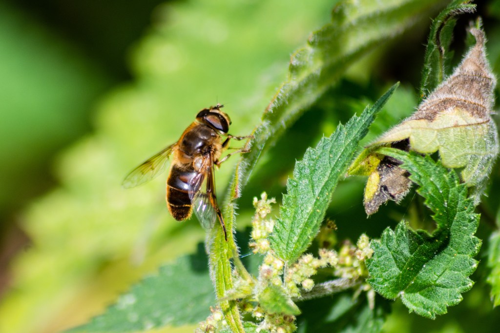dead nettle