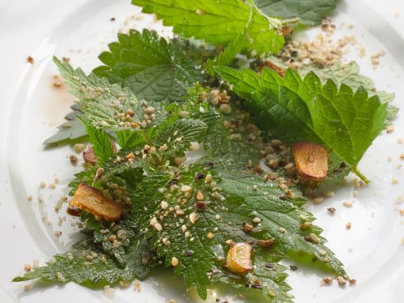 dead nettle