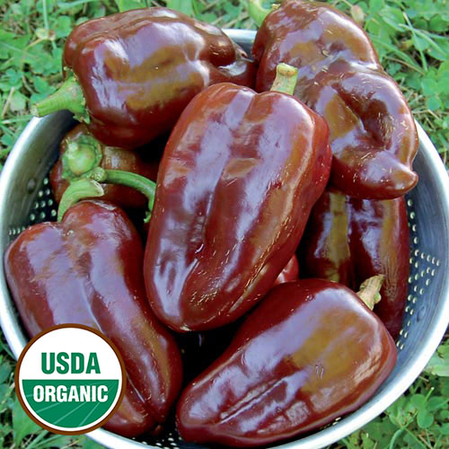 Sweet Chocolate Pepper