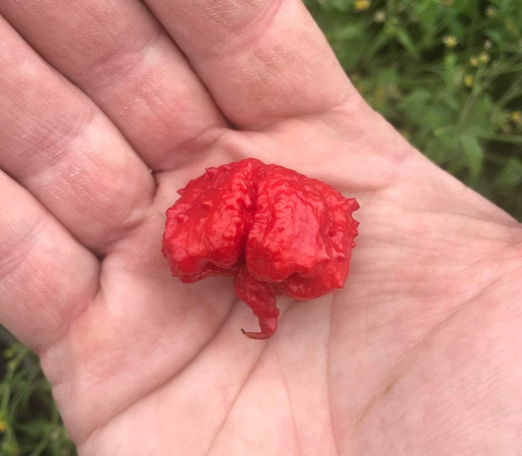 Dragon's Breath Chile Pepper