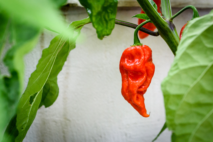 Red hot chilli pepper Bhut Jolokia on a plant. Capsicum chinense peppers on a green plant with leaves in home garden or a farm.