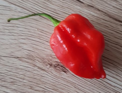 Komono Dragon Chili