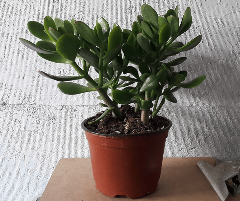 jade plant