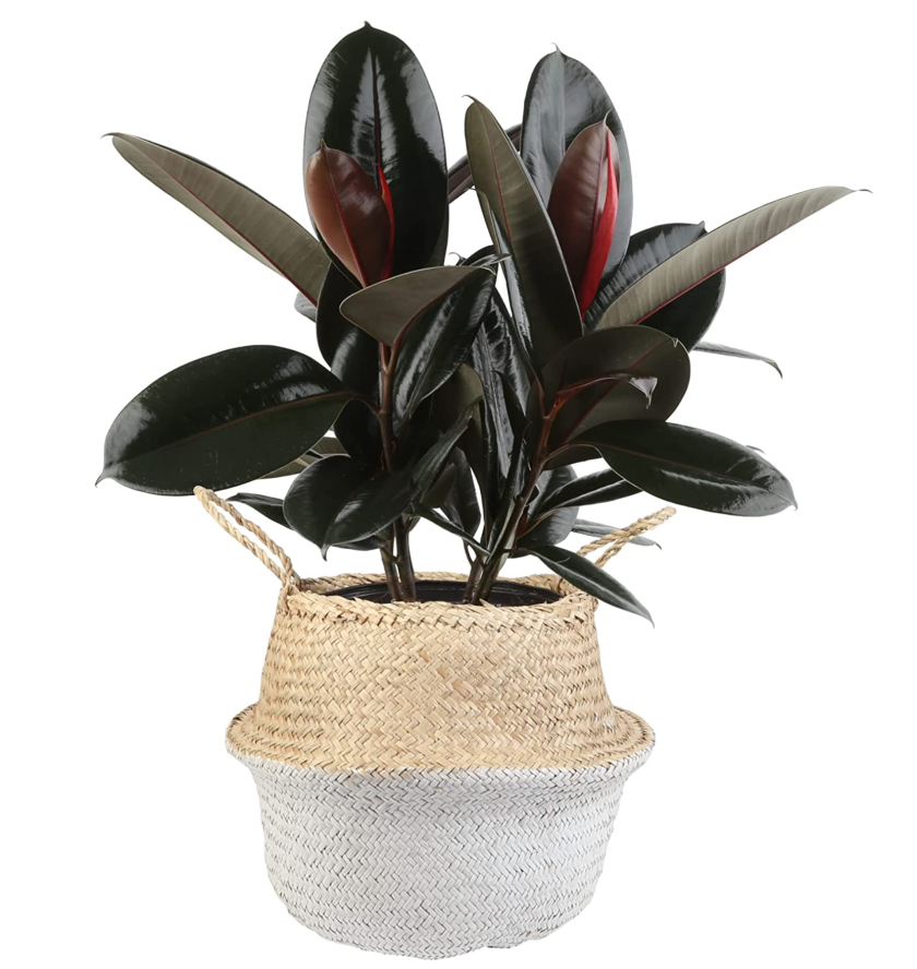 rubber plant