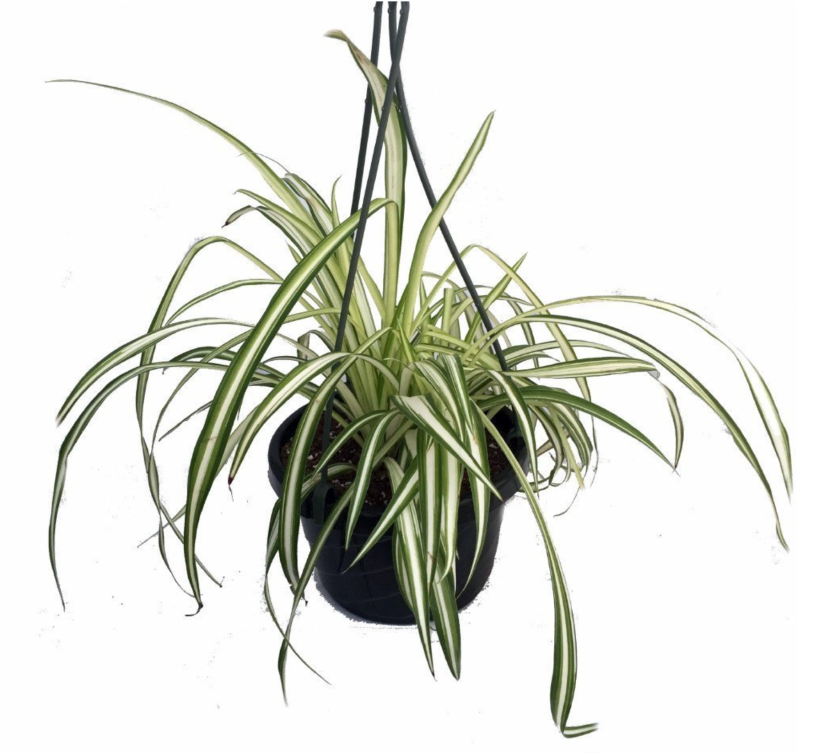 spider plant