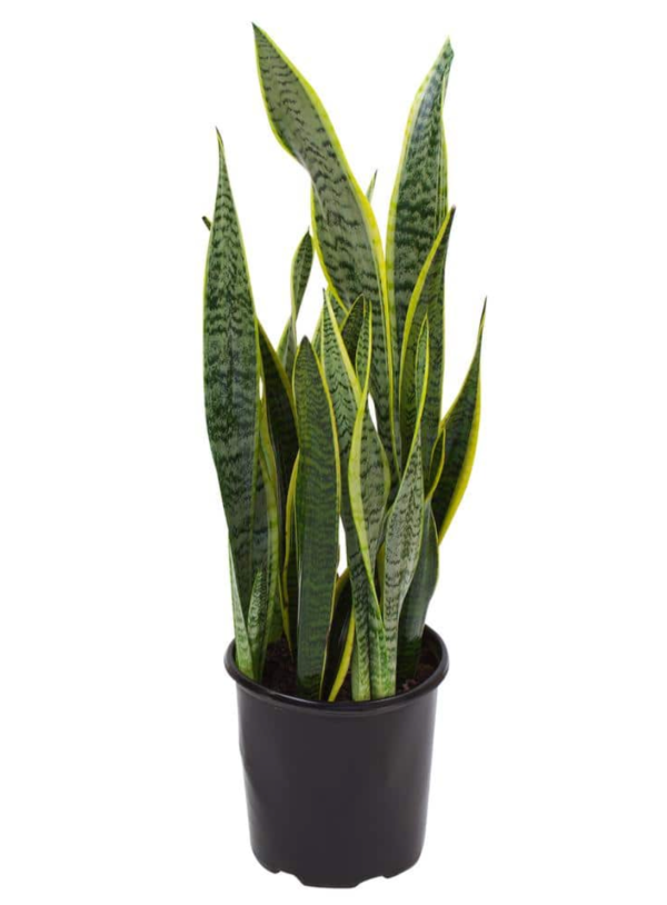 snake plant