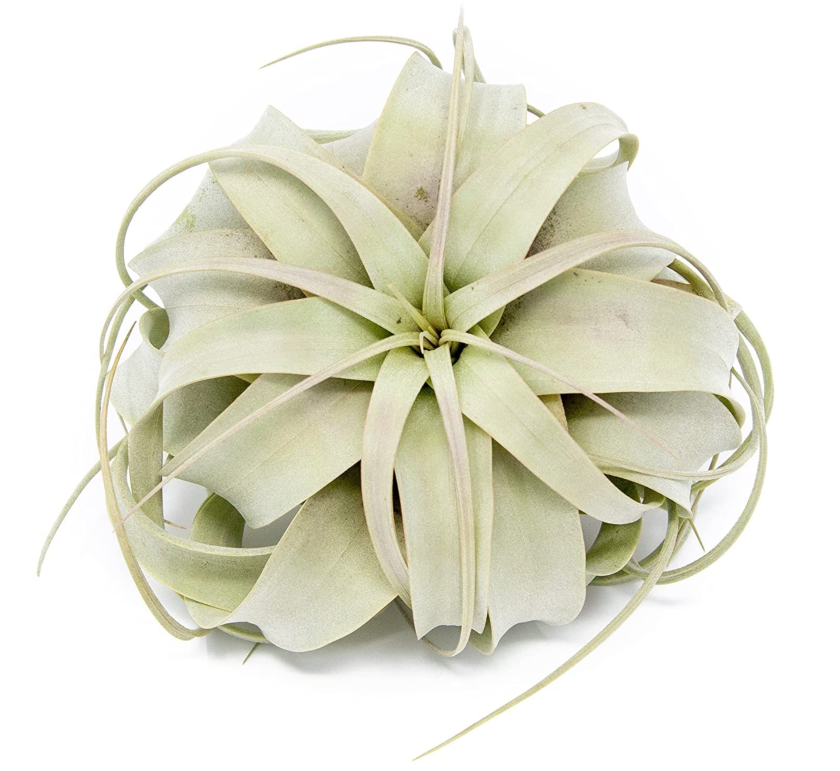air plant