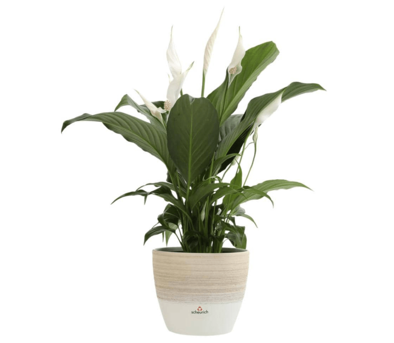 peace lily plant