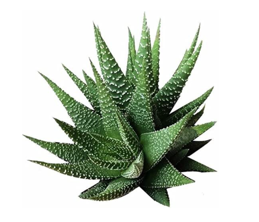zebra plant