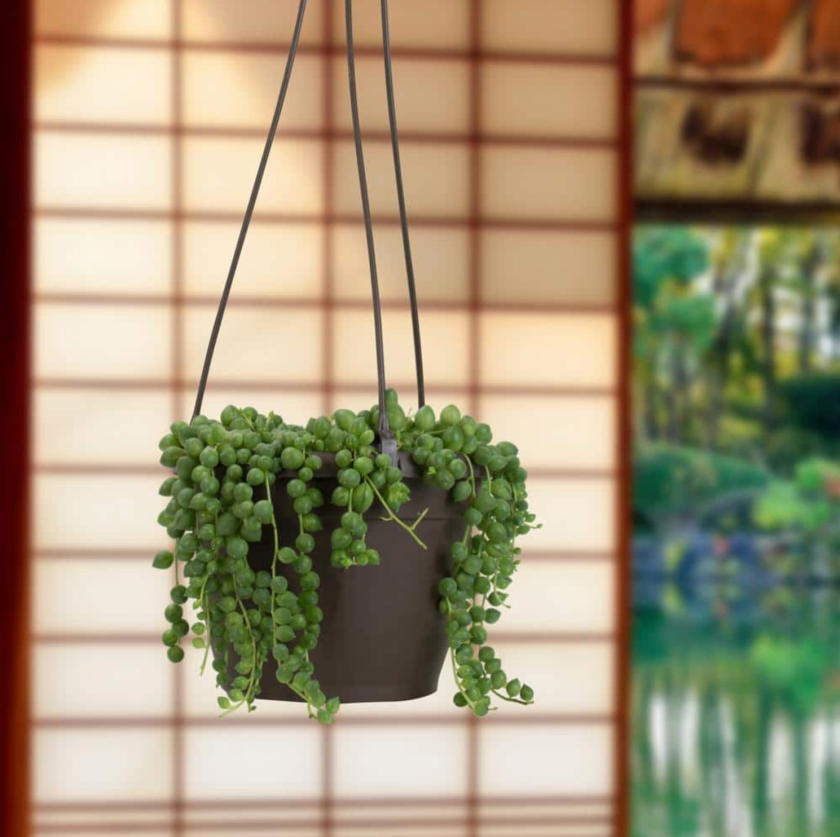 string of pearls plant