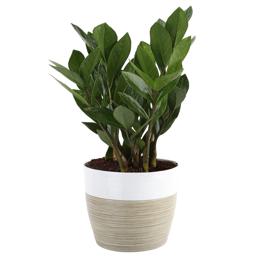 ZZ plant