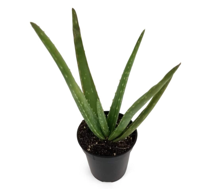aloe vera plant