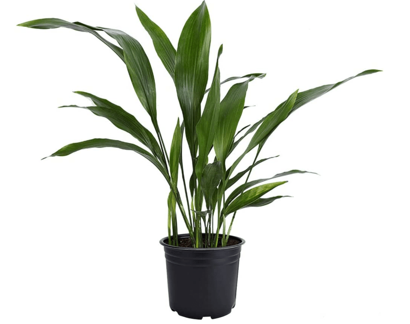 cast iron plant