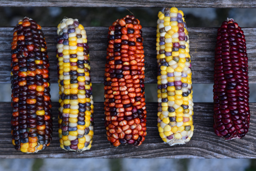 rainbow corn