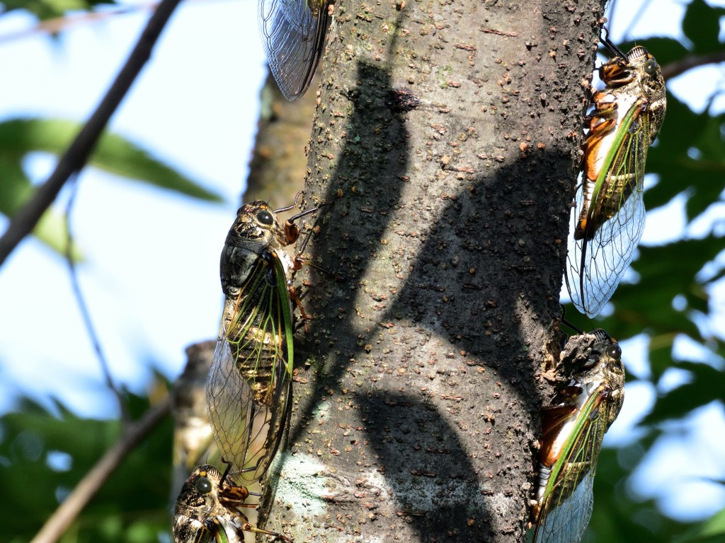 cicada recipes
