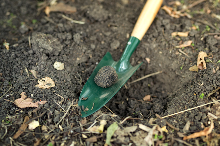 Shovel and truffle mushroom on the ground in forest.